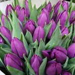 Тюльпан — PURPLE FLAG