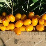 Облепиха  Алтайская (1-х летний саженец )