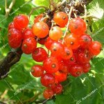 Красная Смородина Красный крест (1-х летний саженец )