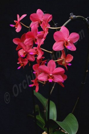 Phal. Buddha's Treasure