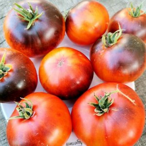 Помидоры Голубой Ананас — Ananas Bleu Tomato
