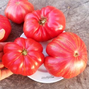 Помидоры Джаз — Jazz Tomato