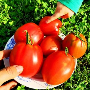 Помидоры Красавица Жигонда из Винодельни Жонкуа
