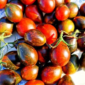 Помидоры Синий Кейс — BLUE KEYES Tomato