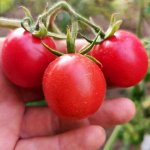 Помидоры Портер — Porter Tomato