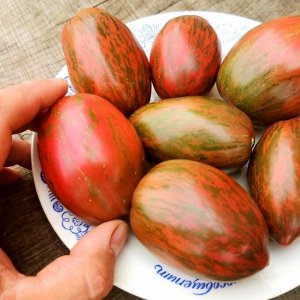 Помидоры Сластёна — Sweet Tooth Tomato