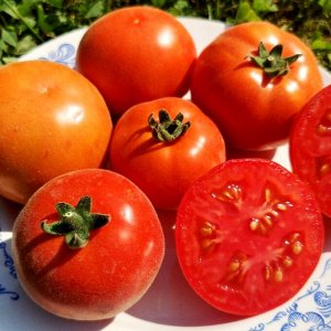 Помидоры Пушистый Персиковый Лилипут — Persik Dwarf Tomato