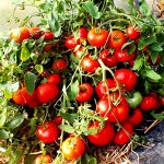 Монгольский Карлик — Mongolian Dwarf Tomato