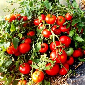 Монгольский Карлик — Mongolian Dwarf Tomato