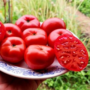 Монгольский Карлик — Mongolian Dwarf Tomato