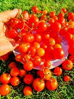 Помидоры Ягодный Ковёр — Berry Carpet Tomato