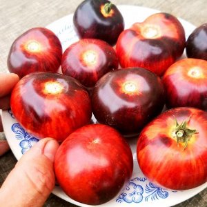 Помидоры Антоцианный Гном в Полоску — Antho Striped Dwarf Tomato