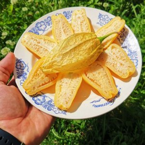 ФИЗАЛИС КОРОЛЕВА МАЛИНАЛЬКО Queen of Malinalco Tomatillos