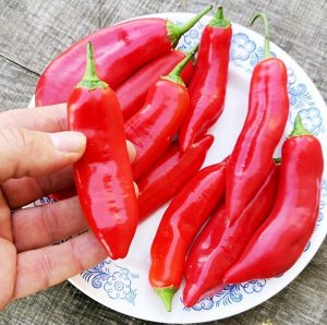 Ягодный Перец Баккатум КАП 455 — Baccatum Pepper CAP 455