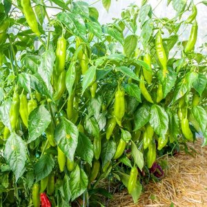 Ягодный Перец Баккатум КАП 455 — Baccatum Pepper CAP 455