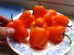 Перец Сладкий Mini Bell Orange — Мини Белл Оранжевый