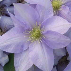 Клематис листочки. Клематис алиса. Клематис алиса. Клематис алес фиск. Клематис элис фиск.