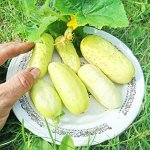 Белый Корнишон из Старого Парижа Concombre Blanc Le Parisien
