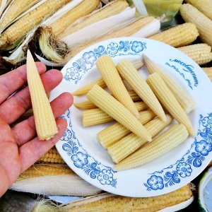 Помидом Японская Голозёрная Мини Кукуруза Baby Corn ヤングコーン