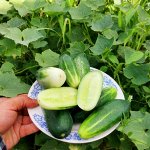 Огурец Самоопыляемый