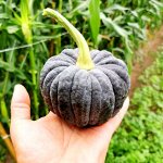 Японская Тыква Кабоча Хризантемка Кикудза  菊座かぼちゃ