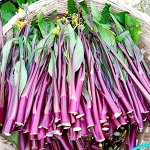 Хуншаньская капуста Косаитаи