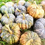 Тыква Японская КАЦУМА НАНКИН кабоча
