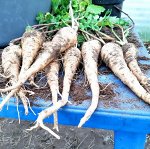 Пастернак Свободная Корона — Parsnip Hollow Crown