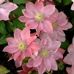 Клематис Clematis Little Mermaid класс  А