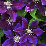 Клематис Clematis Julka класс  В