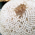 Белый Элефант Подсолнечник White Elephant Sunflower