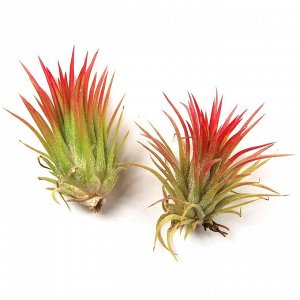 Tillandsia ionantha 'Fuego'