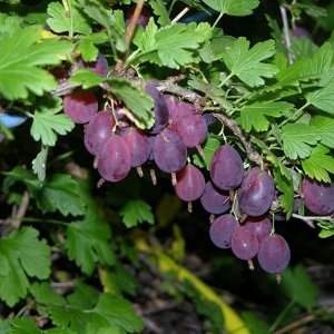 Крыжовник Грушенька