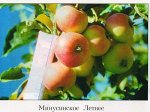 Яблоня полукультурка   сорт Минусинское летнее