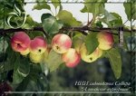 Яблоня полукультурка  сорт Алтайское пурпурное