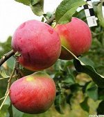 Яблоня  крупноплодная  сорт Сувенир Алтая