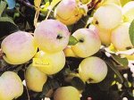 Яблоня  крупноплодная  сорт Сибирская красавица