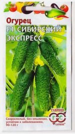 Огурец Сибирский Экспресс F1 (Код: 80005)