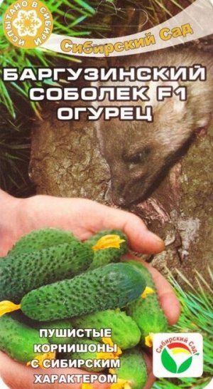 Огурец Баргузинский соболек F1 (Код: 77430)