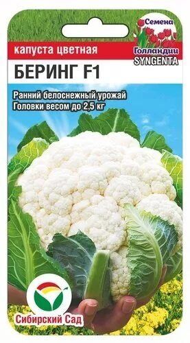 Капуста цветная Беринг F1 F1 (Код: 89616)