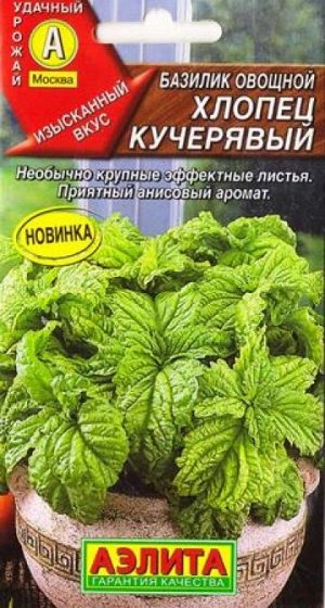 Базилик Хлопец кучерявый (Код: 87449)
