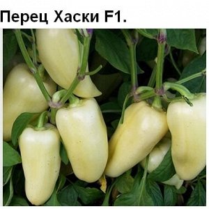 Перец Хаски F1 (10 семян)