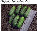 Огурец Трилоджи, Голландия,8 шт «Rijk Zwaan»,Голландия. Элитный гибрид. Среднеранний. Урожайный. Без горечи