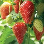 Корни садовой клубники Candiss__A+(1 шт)