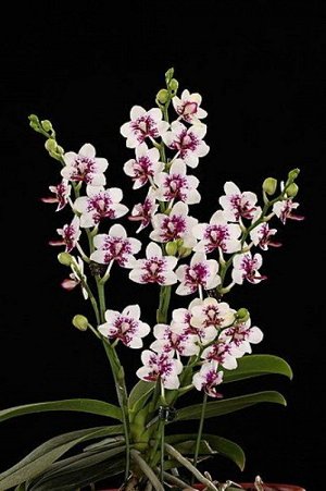 Орхидея фаленопсис  P.Sogo Chabstic