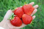 Новые сорта ремонтантной клубники6/22