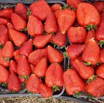 Корни садовой клубники Manon Des Fraises__A+(1 шт)