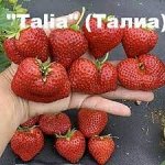 Корни садовой клубники Talia__A+(1 шт)