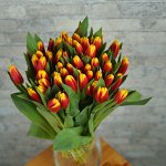 ХИТ! 🌷Сорт Ханне ван дер Мост