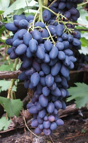 Кармен виноград, раннеспелый, ягода сине-фиолетовая